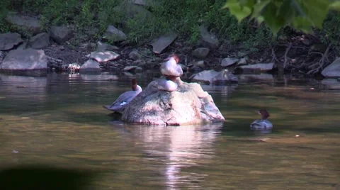Common Merganser resting on rock Stock Footage 53243457