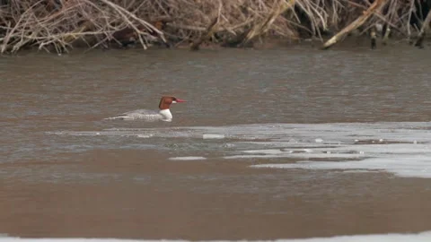 Common Mergansers Floating on a Pond Stock-Footage 278439430