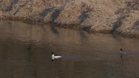 Common Mergansers Stock Footage 305260713