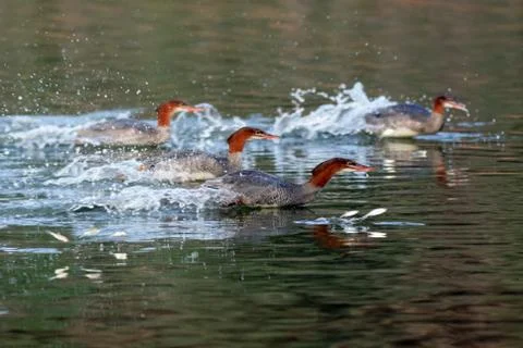 Common Mergansers going after jumping fish Stock Photos