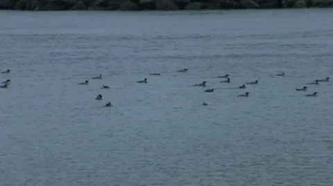 Common Mergansers Invade River Stock Footage 32790461