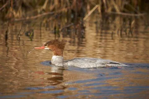 Common Mergsanser Stock Photos