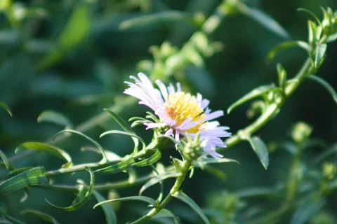 Common michaelmas daisy in bloom closeup view with selective focus on foregro Stock-Fotos