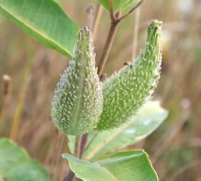 Common milkweed Stock Photos