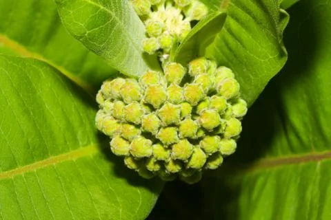 Common milkweed Stock Photos