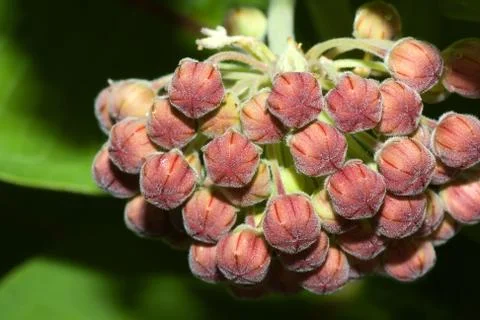 Common milkweed Stock Photos