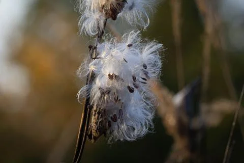 Common milkweed Stock Photos