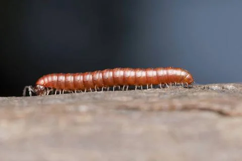 Common millipidae, Julus carpathicus, Satara, Maharasthra, India Common mi... Stock Photos