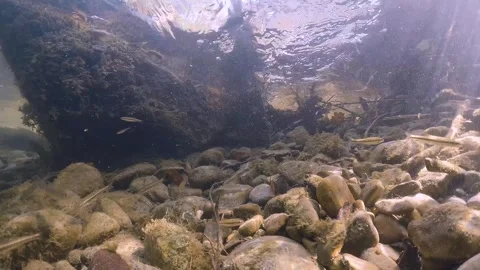 Common Minnow (Phoxinus Phoxinus) In Fresh Water Stream Stock-Footage 263804954