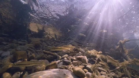 Common Minnow (Phoxinus Phoxinus) In Fresh Water Stream Stock-Footage 263805050