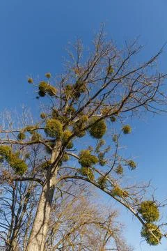 Common mistletoe on tree branches, winter Stock Photos