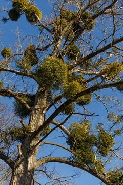 Common mistletoe on tree branches, winter Stock Photos