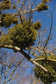 Common mistletoe on tree branches, winter. closeup Stock Photos