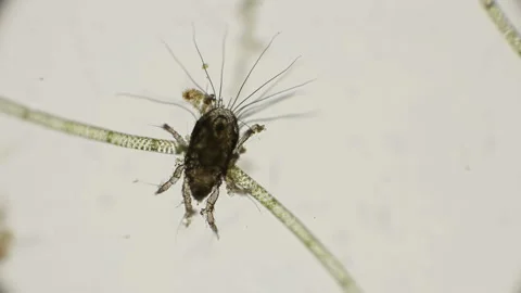 Common mite (flour) - Tyroglyphus farinae, Prefers to live on the surface grass Stock Footage 92646540