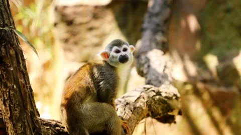 Common monkey on the brunch Stock Photos