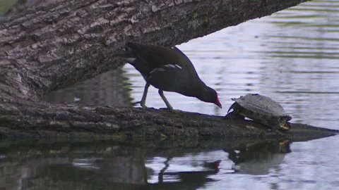Common moorhen and water turtle on a tree trunk in the water Stock Footage 256201100