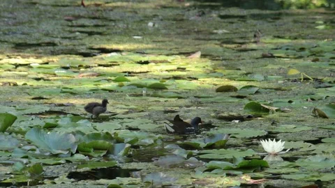 Common moorhen with chick Stock Footage 91092065