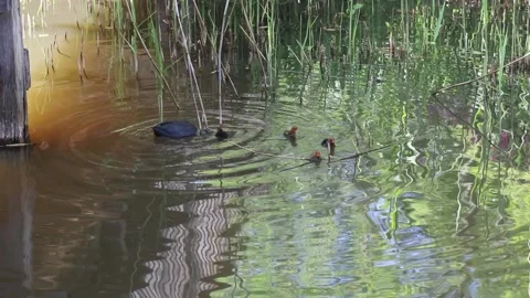 Common moorhen with chickens Stock Footage 138316283