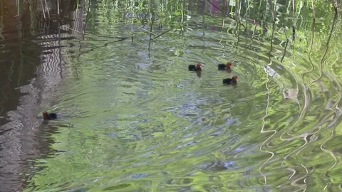 Common moorhen with chickens Stock Footage 138316294