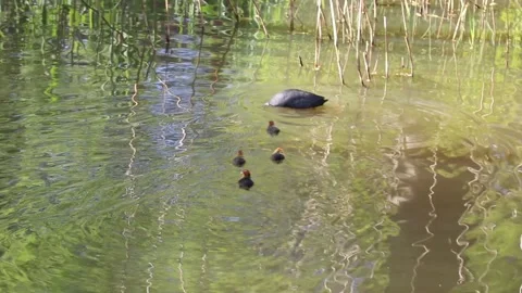 Common moorhen with chickens Video stock 138316313