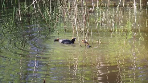 Common moorhen with chickens Stock Footage 138316346