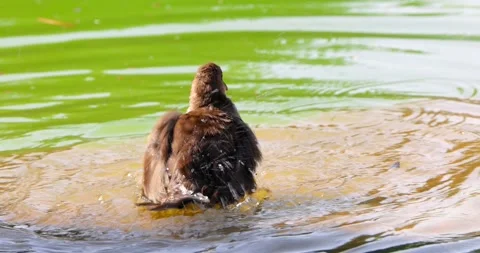 The Common Moorhen (Common Gallinule ) bathing in shallow water in artifici.. Stock-Footage 323256117