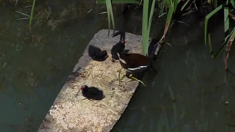 Common moorhen feeds her chicks on a wooden raft Stock Footage 291315372