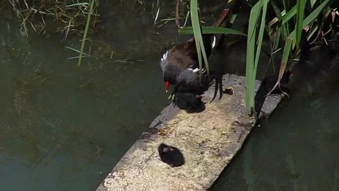 Common moorhen feeds her chicks on a wooden raft Stock Footage 291315456