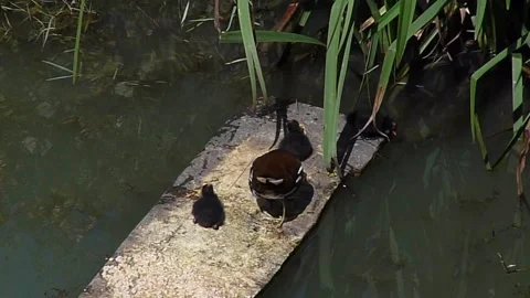 Common moorhen feeds her chicks on a wooden raft Vídeos de archivo 291315493