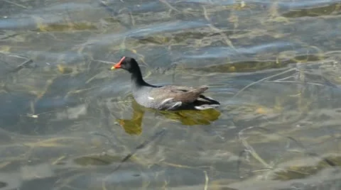 Common moorhen in Florida Stock Footage 10768168