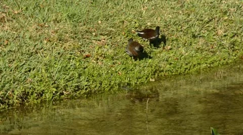 Common moorhen Stock Footage 10808699