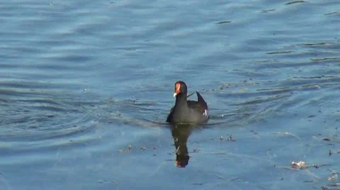Common moorhen Stock Footage 12447623