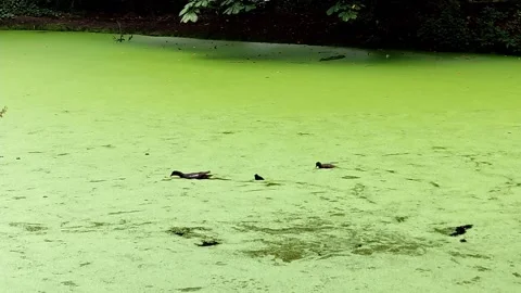 Common moorhen Stock Footage 158452308