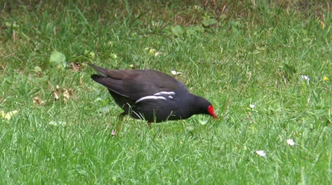 Common Moorhen (gallinula chloropus) picking for food in grass closeup Stock Footage 24863443