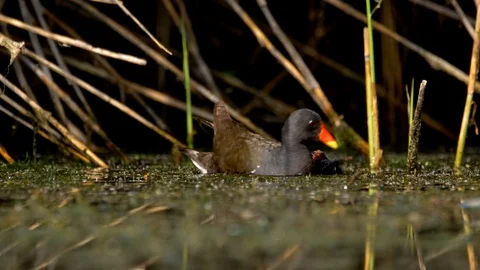 Common moorhen (Gallinula chloropus) taking care of chicks 動画素材 102141069