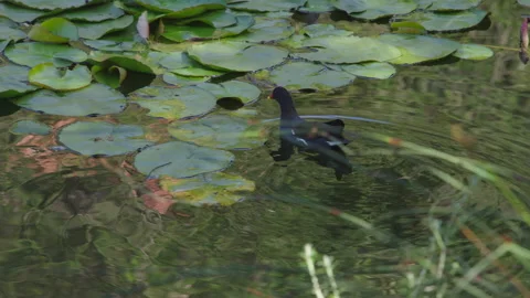 A Common Moorhen Gliding Through Sunlit Lily Pond. Stock Footage 307601937
