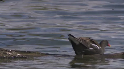 Common moorhen is going into the water Stock Footage 256201137