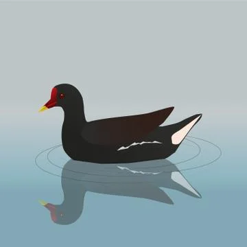 Common moorhen イラスト素材