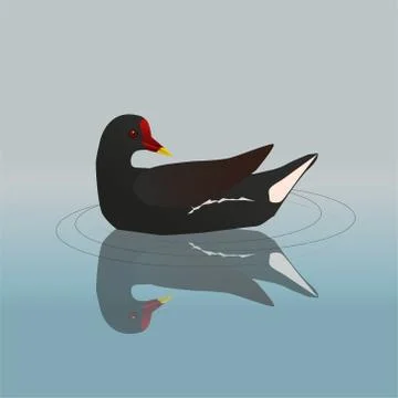 Common moorhen Illustrazione stock