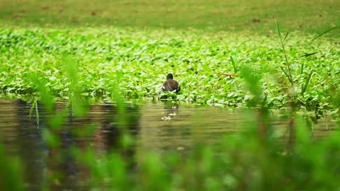 A common moorhen navigates through dense green lily pads Stock Footage 332599668