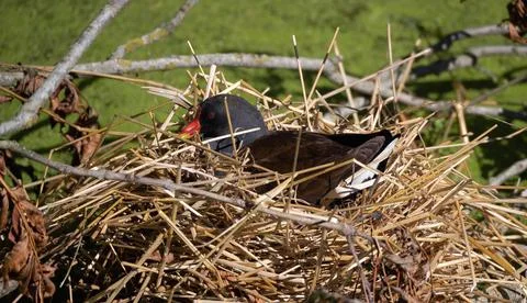 Common moorhen nesting on straw nest near grassy background Stock Photos