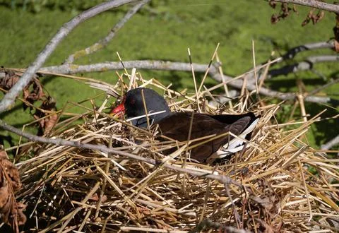 Common moorhen nesting on straw nest near grassy background 写真素材