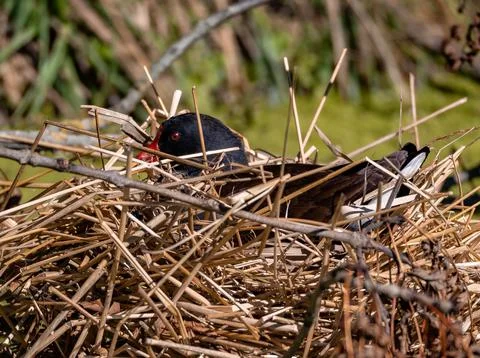 Common moorhen nesting on straw nest near grassy background Stock Photos