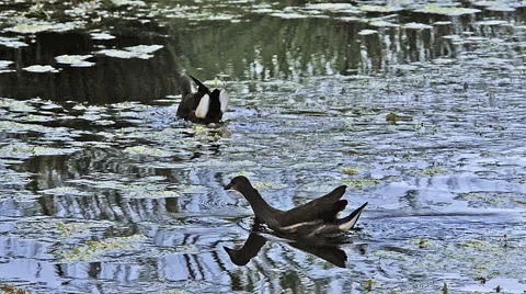Common Moorhen or European Moorhen, gallinula chloropus, Immature in Flight Stock Footage
