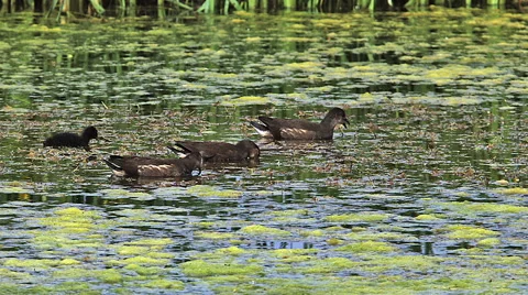 Common Moorhen or European Moorhen, gallinula chloropus, Immatures and Chick Stock Footage
