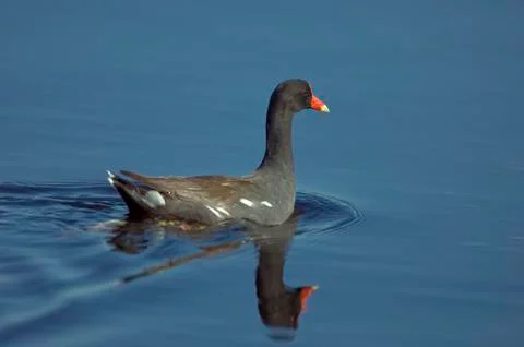 Common moorhen Stock Photos