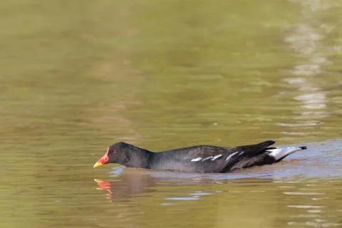 Common moorhen Stock-Fotos