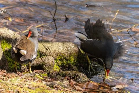 Common moorhen Foto stock