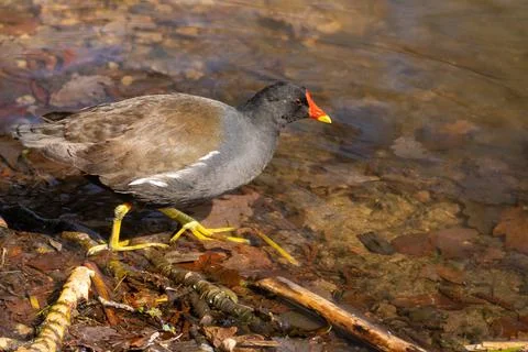 Common moorhen Stock Photos