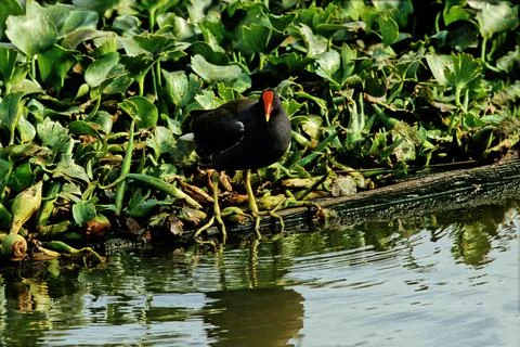 Common moorhen Stock Photos